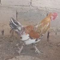 خروس بومی