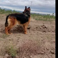 واگذاری ژرمن ماده/فوری