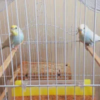 فروش مرغ عشق نژاد اسپانگلی در حال تخم گذاریی