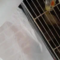 عروس هلندی جفت