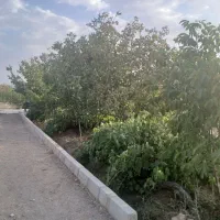 باغ-انگور