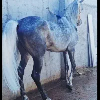 اسب نریان کرد چهار ساله