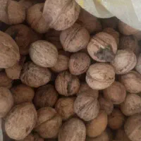 گردو