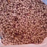 لوبیا چیتی امسالی با کیفیت