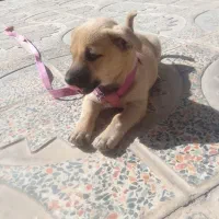 سگ خارجی فروشی ماده|سگ|صحنه, |دیوار