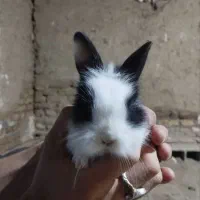 بچه خرگوش سفید مشکی