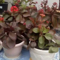 فروش گلهادر آغازسال نو