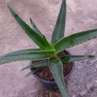 گل طبیعی آلوئه وا