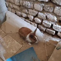 خرگوش بازیگوش