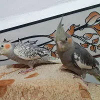 عروس هلندی