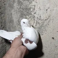 کبوتر پرشی فقط یکجا تکی جفتی اصلا نیست نپرسید