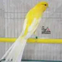 قفس پرنده