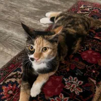 واگذاری رایگان گربه