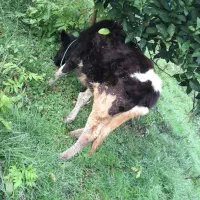 گاو شیری باگوساله