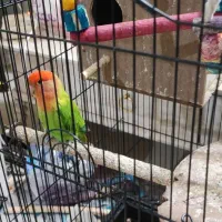 طوطی برزیلی|پرنده|ری, سیزده آبان|دیوار