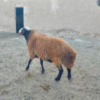 فروش قوچ ۳ ساله