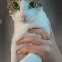 گربه نر یک ساله|گربه|لاهیجان, لیالستان|دیوار