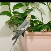 عروس هلندی نر