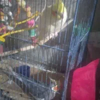 یک جفت نر و ماده عروس هلندی