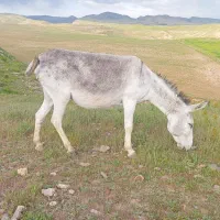 خر گوسفندی ضمانتی