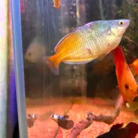 ماهی پلنت ۱۲۰۰|ماهی|تهران, یوسف‌آباد|دیوار