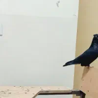 کبوتر زاغ آبادانی اصیل ذات دار|پرنده|خاش, |دیوار