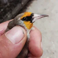 سهره دورگ ۳سال قفس