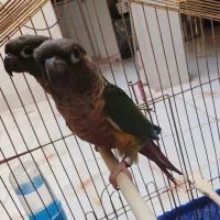 جفت مولد گرینچیک سخنگو|پرنده|سرپل ذهاب, |دیوار