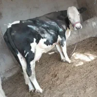 گاو شیری با گوساله ماده|حیوانات مزرعه|تیمور آباد, |دیوار