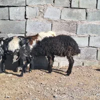 ۲ تا کره یک بره|حیوانات مزرعه|رفسنجان, |دیوار