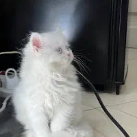 بریتیش نر مو بلند