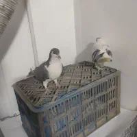 ساده افغانی ، با ساده کلاغ دم|پرنده|مشهد, کشف|دیوار