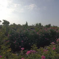 گل محمدی قمصر خراسان