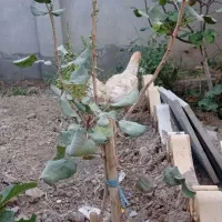 فروش مرغ لاری تخم گذار|حیوانات مزرعه|تربت‌حیدریه, منظر|دیوار