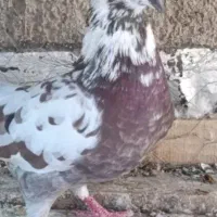جوجه|پرنده|کاشان, رجایی|دیوار