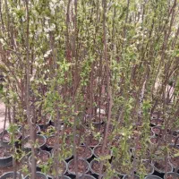 نهال نهالستان درخت گل گرمسیری سردسیری بدون واسطه|خدمات باغبانی و درختکاری|قم, تعویض پلاک|دیوار