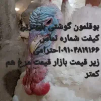 بوقلمون لوکس