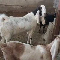 بزگلابی و سانن اصل