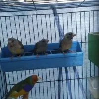 فنچ گلدین