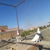 کبوتر عالی خوش خال|پرنده|کلاله, |دیوار