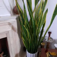 ۴۰ عدد گل طبیعی زیبا و سرحال