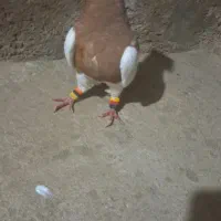 کبوتر طوقی