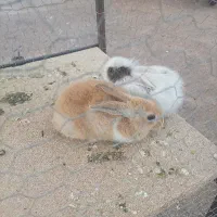 دو عدد بچه خرگوش