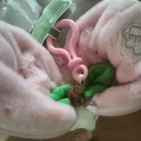 عروسک خرگوشی|اسباببازی بچه|کرج, خرمدشت|دیوار