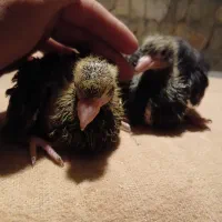 زاغ صرب اصل جنس|پرنده|کوهرنگ, |دیوار