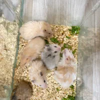 همستر سوری فشن انواع رنگ ها (فروش کلی و جزئی)