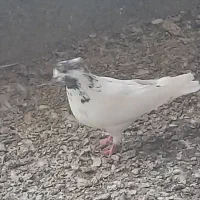 کفتر درجه ۱