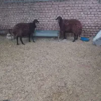 فروش میش قزل افشار