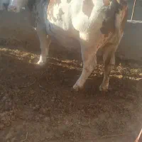 گاو‌تلیسه‌20‌روز‌مانده‌زیمان‌درجه‌یک‌تضمینی|حیوانات مزرعه|میاندوآب, |دیوار