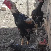 مرغ و خروس لاری